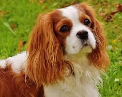 Charleston Belt Cavalier King Charles / Cavapoo Hand-stitched Needlepoint Belt