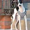 Pretty Paw Oxford Houndstooth Harness